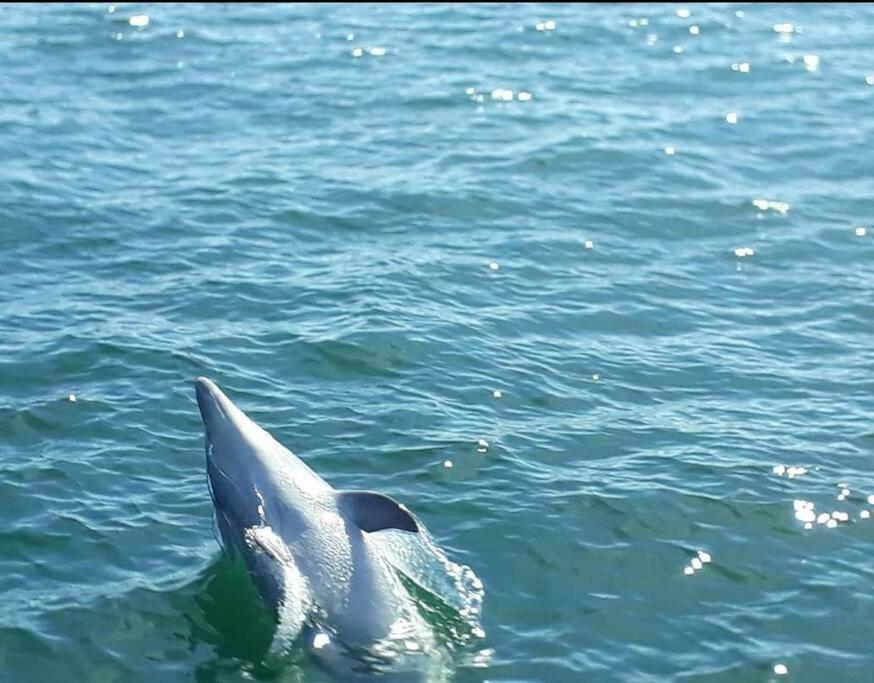 Вилла Entre Golfe Et Ocean La Trinite-Surzur Экстерьер фото